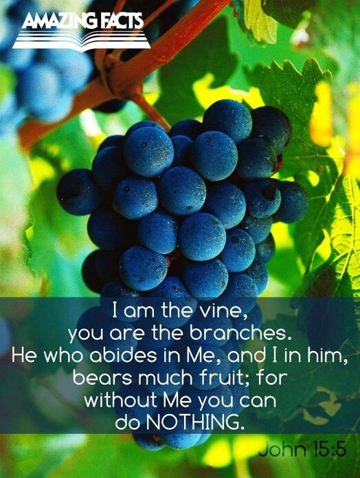 John 15 5 I am the vine with grape background